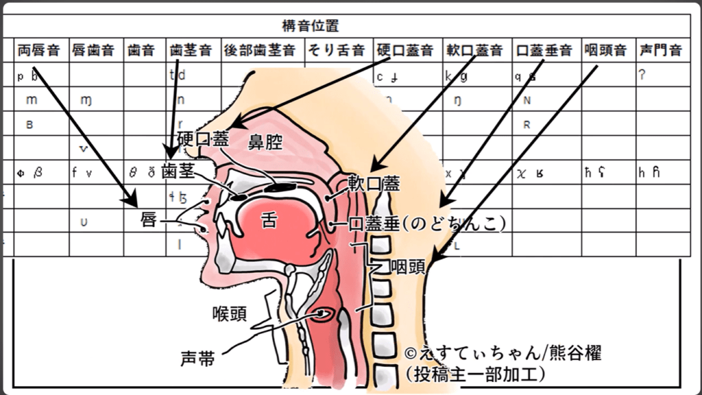 解剖図とIPAの表