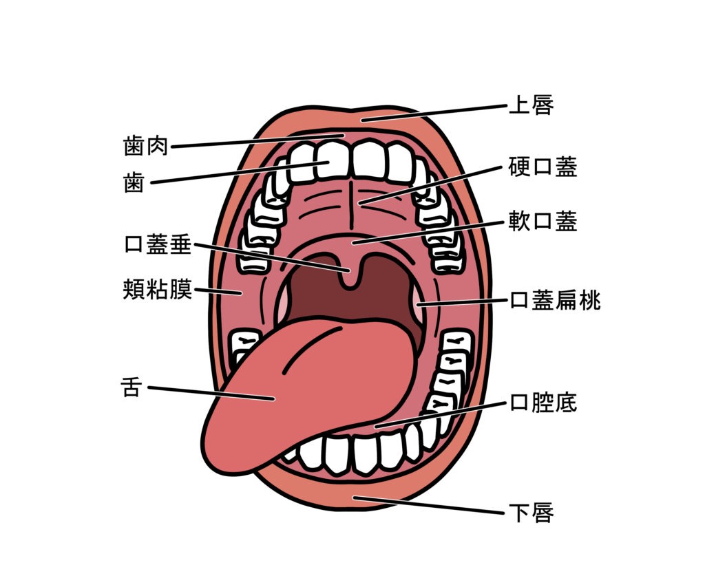 口腔内の解剖図