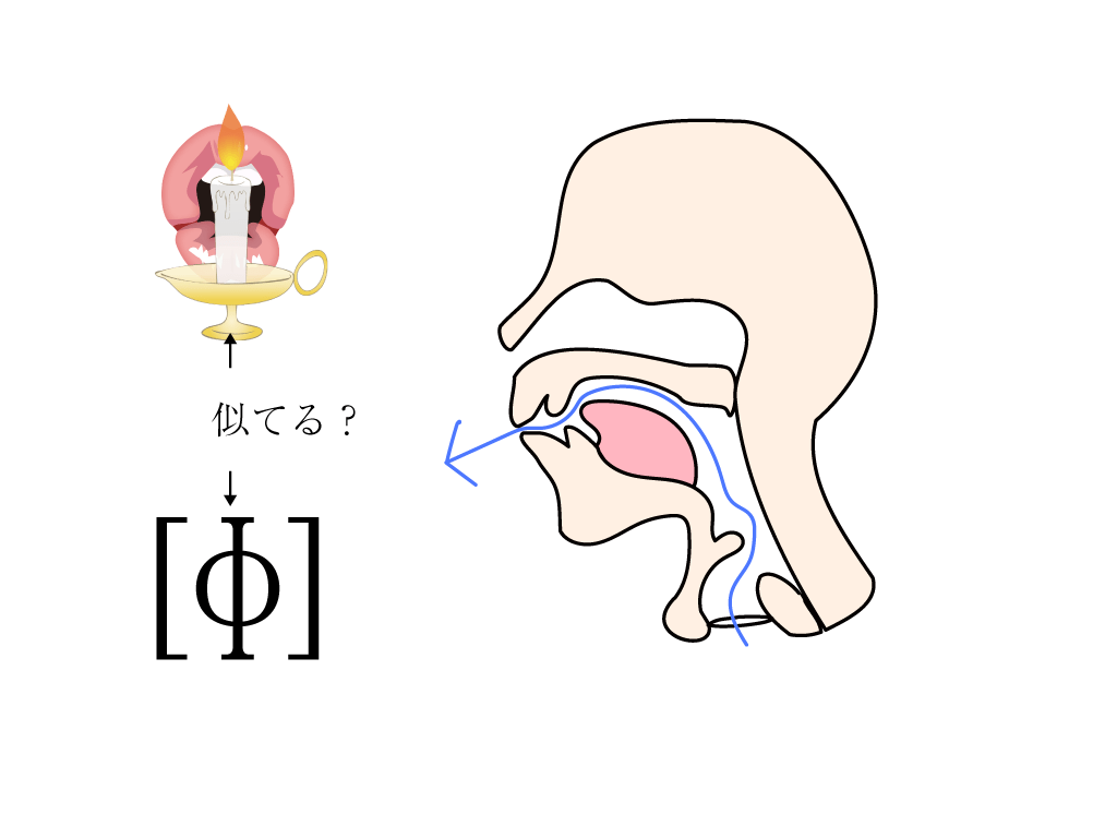 IPA図解[ɸ] | 村鉄堂のHP