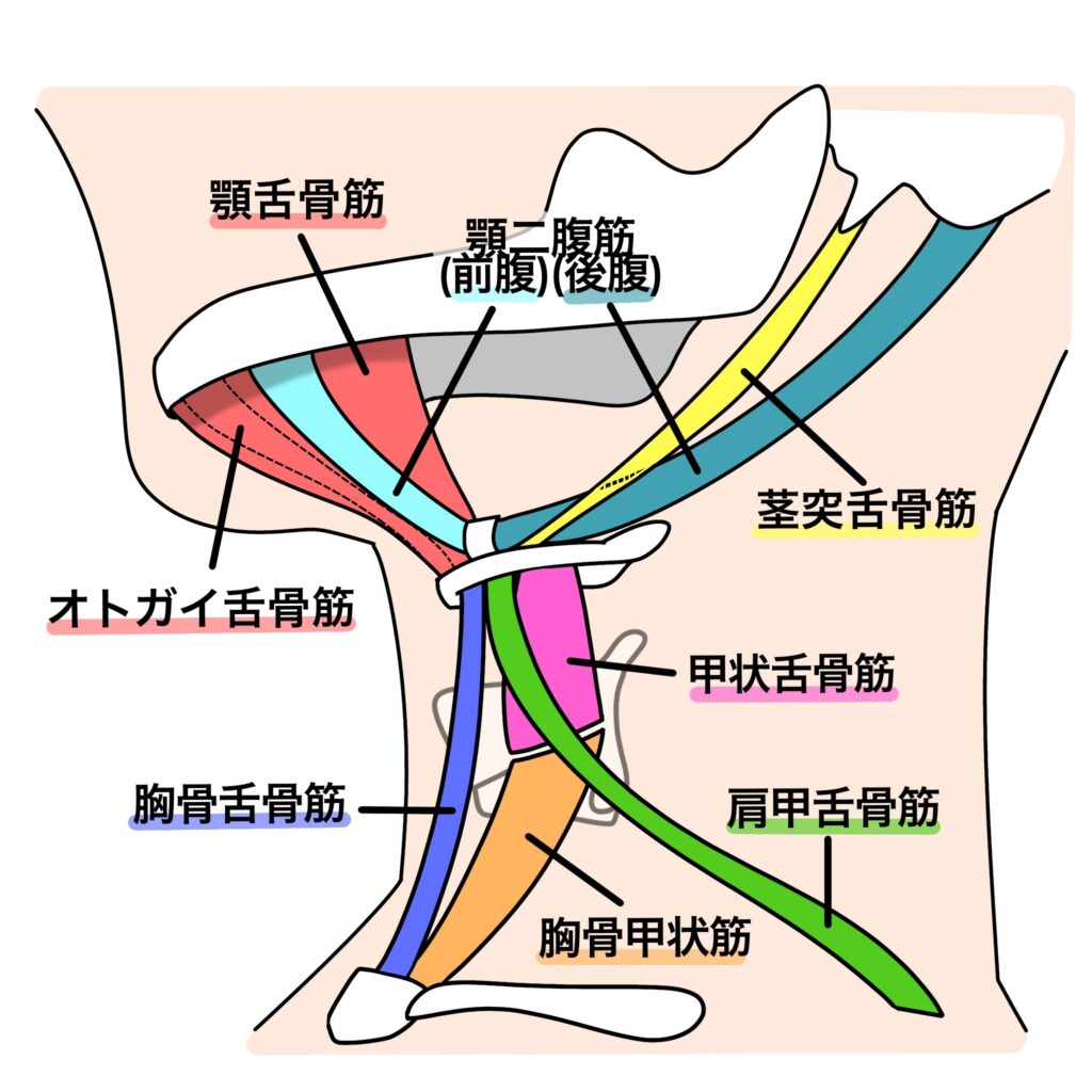 外喉頭筋