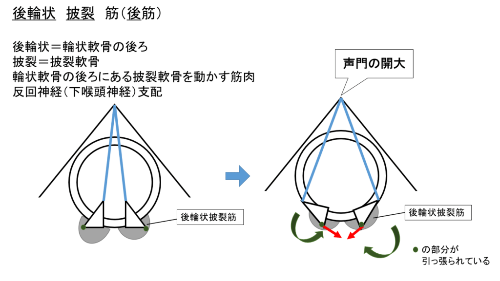 音声障害学図解2 | 村鉄堂のHP