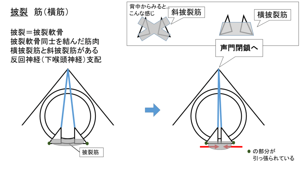 内喉頭筋図解4 | 村鉄堂のHP