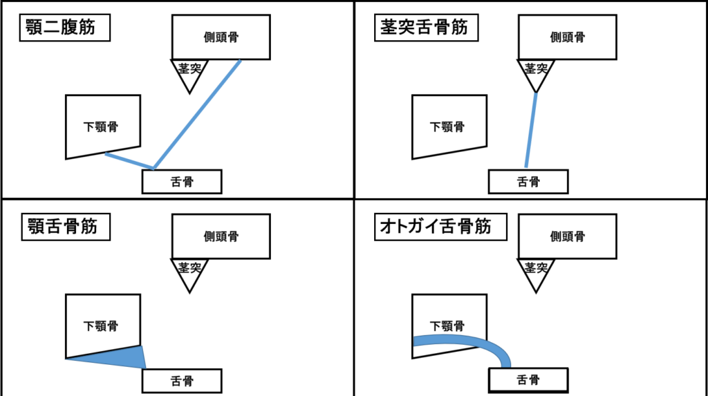 外喉頭筋の図解1 | 村鉄堂のHP