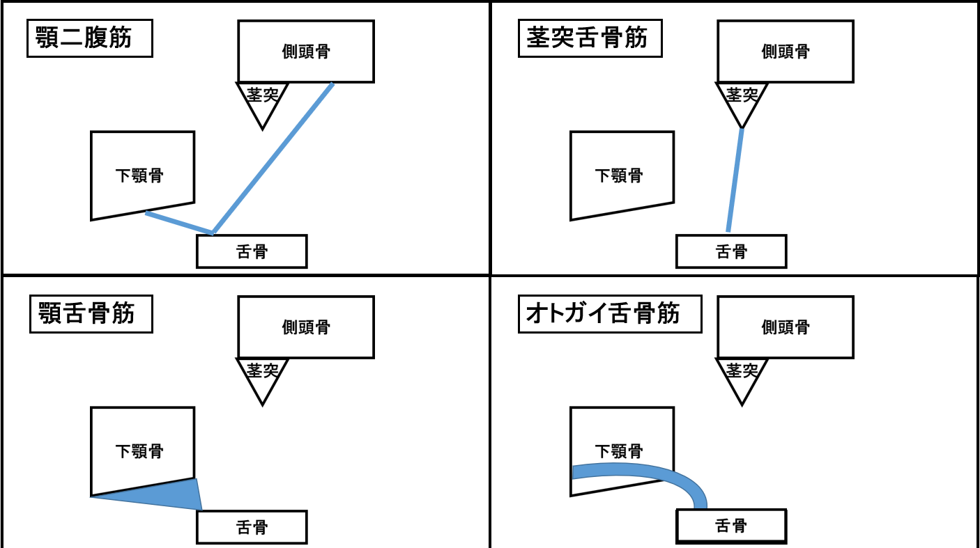 外喉頭筋の図解1 | 村鉄堂のHP