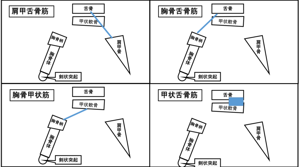 外喉頭筋の図解2 | 村鉄堂のHP